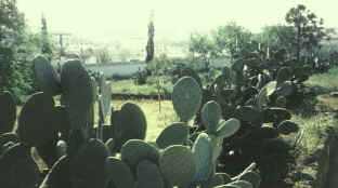 Carmona from Necropolis