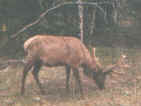 elk